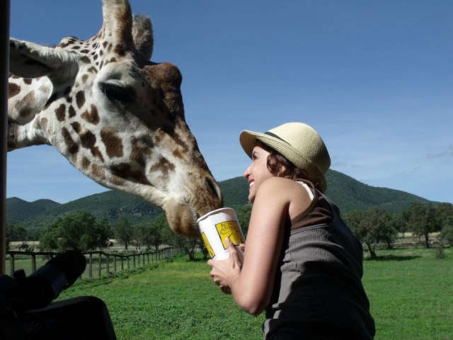 Feeding the giraffes 
